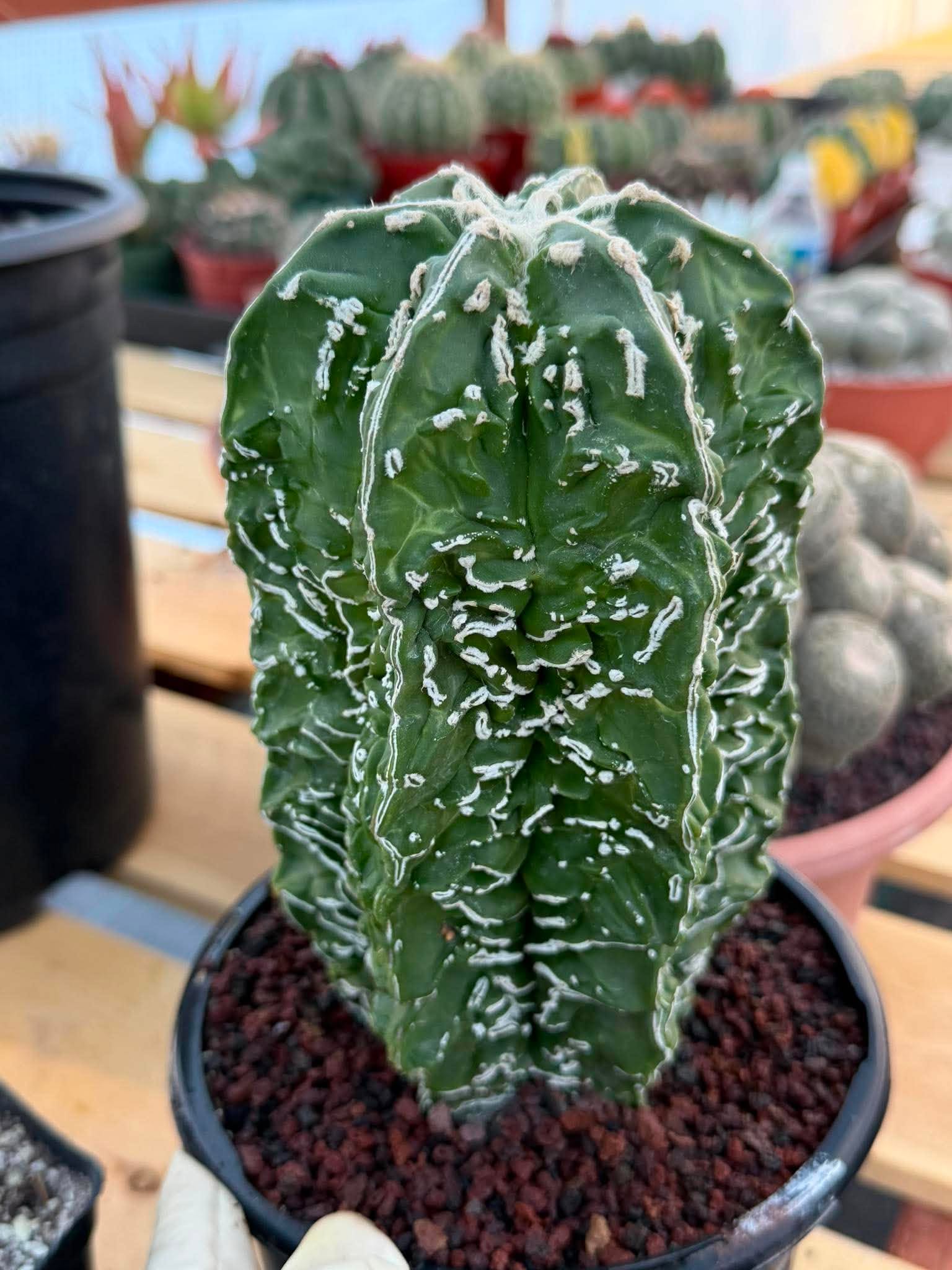 Astrophytum Asterias ‘Fukuryu’ – Rare Collector’s Cactus