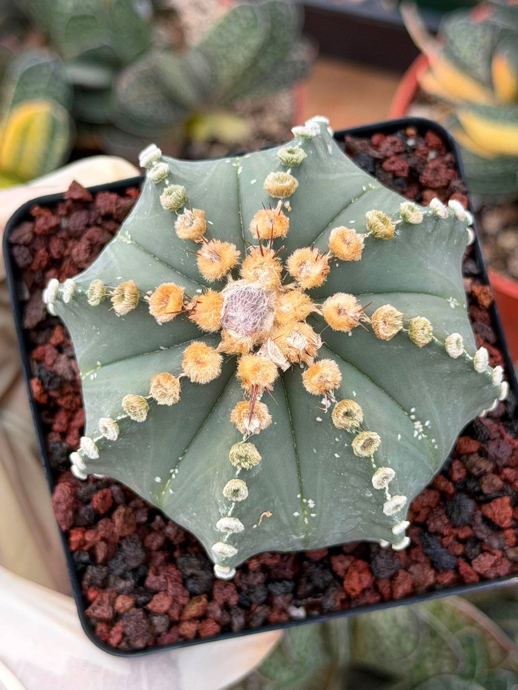 Astrophytum 8‑Rib Form – Rare Collector Cactus – Geometric Desert Beauty
