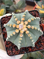 Astrophytum 8‑Rib Form – Rare Collector Cactus – Geometric Desert Beauty