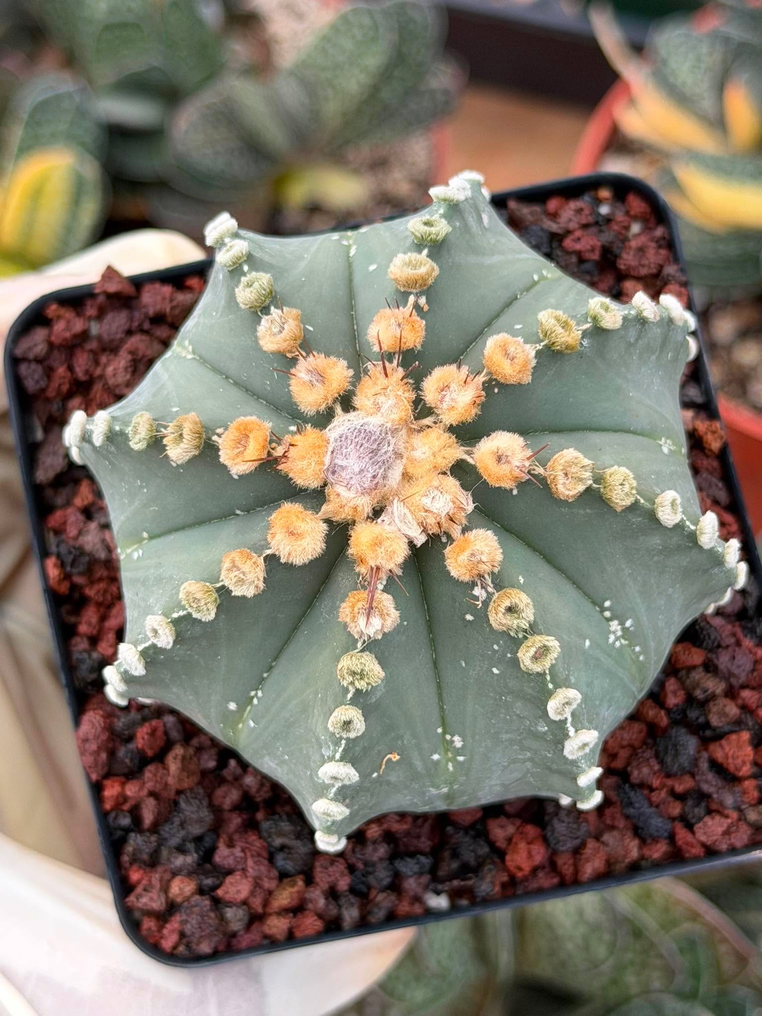 Astrophytum 8‑Rib Form – Rare Collector Cactus – Geometric Desert Beauty