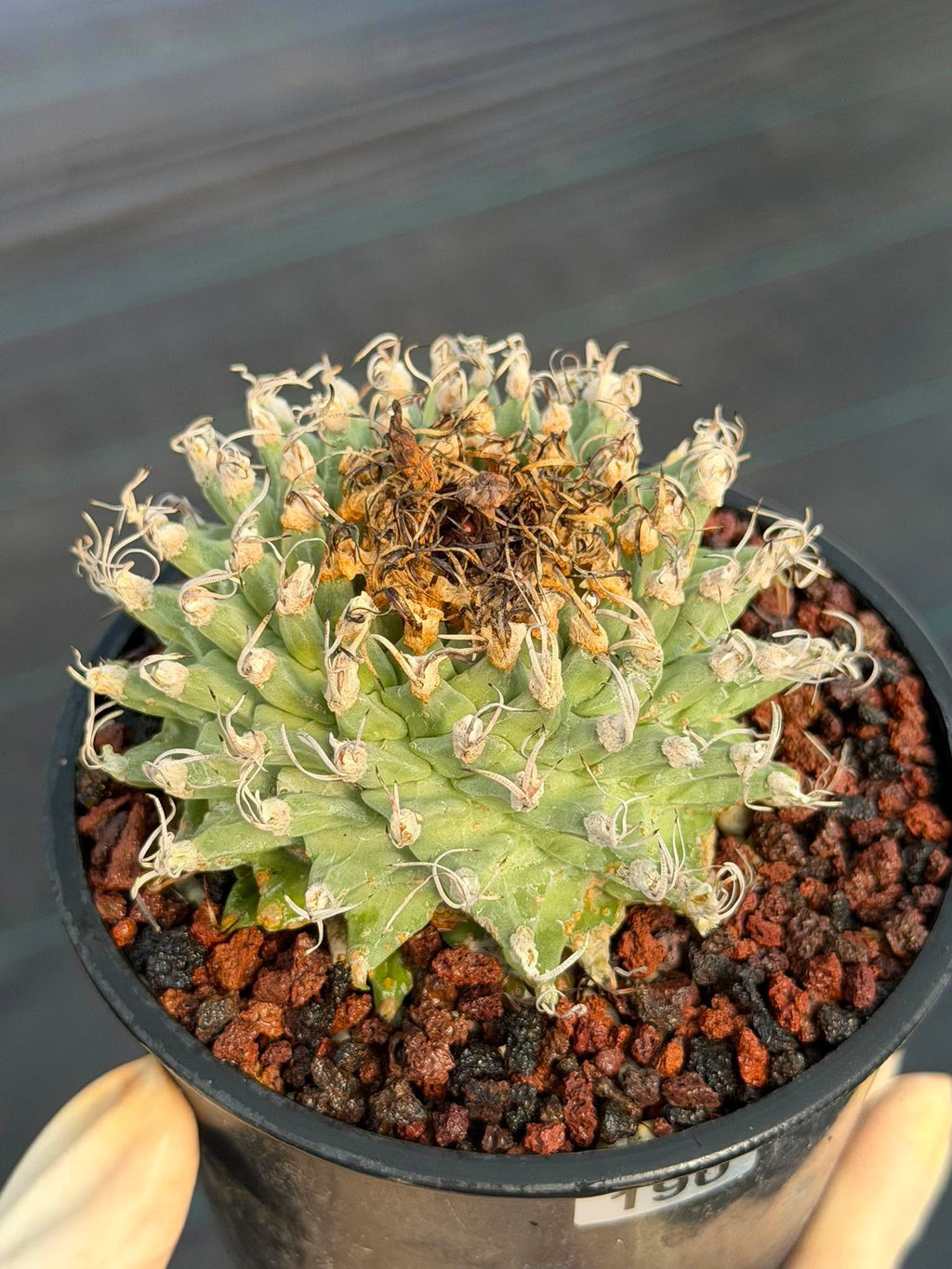 Turbinicarpus alonsoi – Rare Seed-Grown Cactus | Pink Flowering Collector Plant