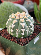 Astrophytum V Type – Rare Seed-Grown Collector Cactus | Live Plant