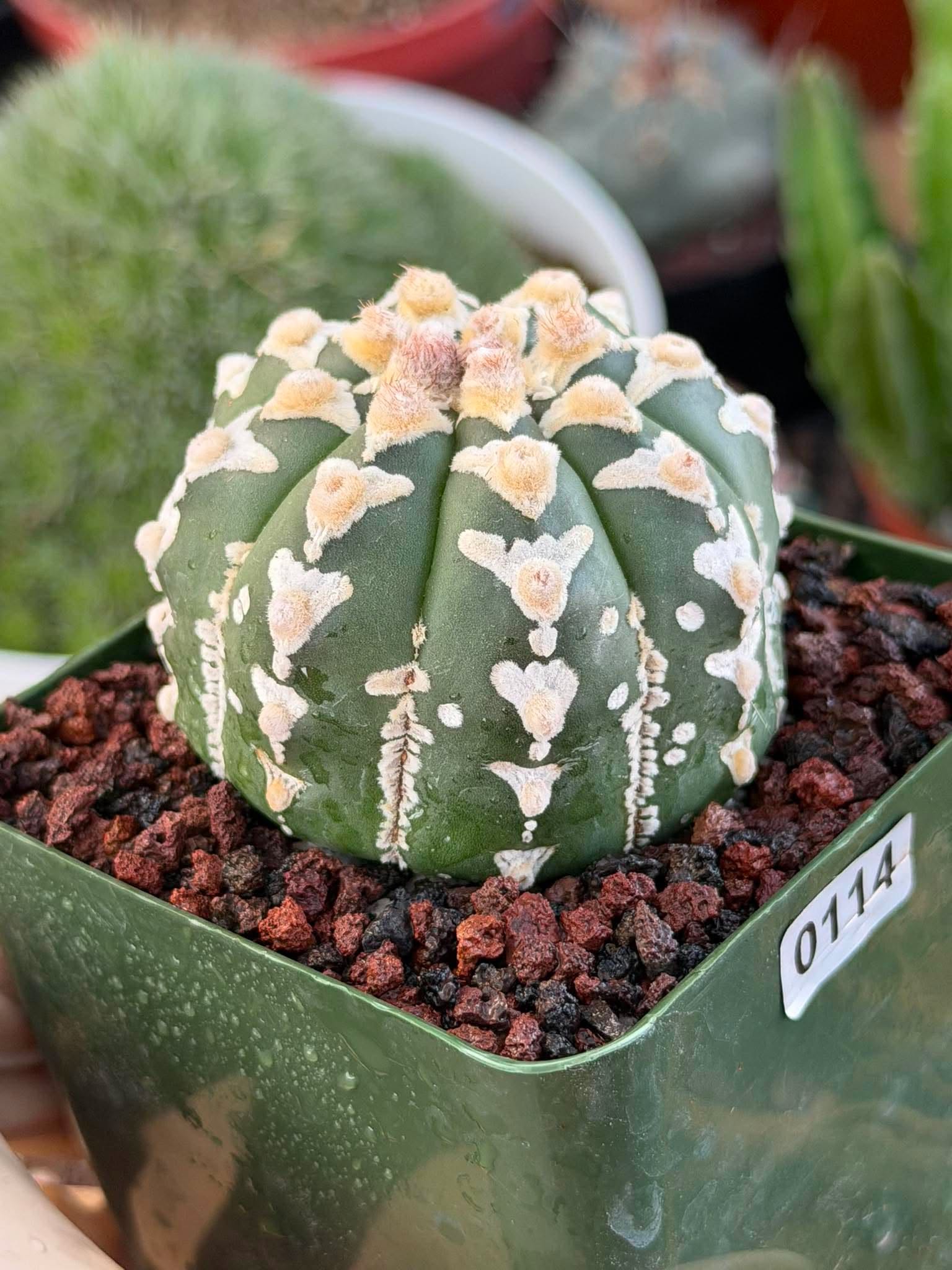 Astrophytum V Type – Rare Seed-Grown Collector Cactus | Live Plant
