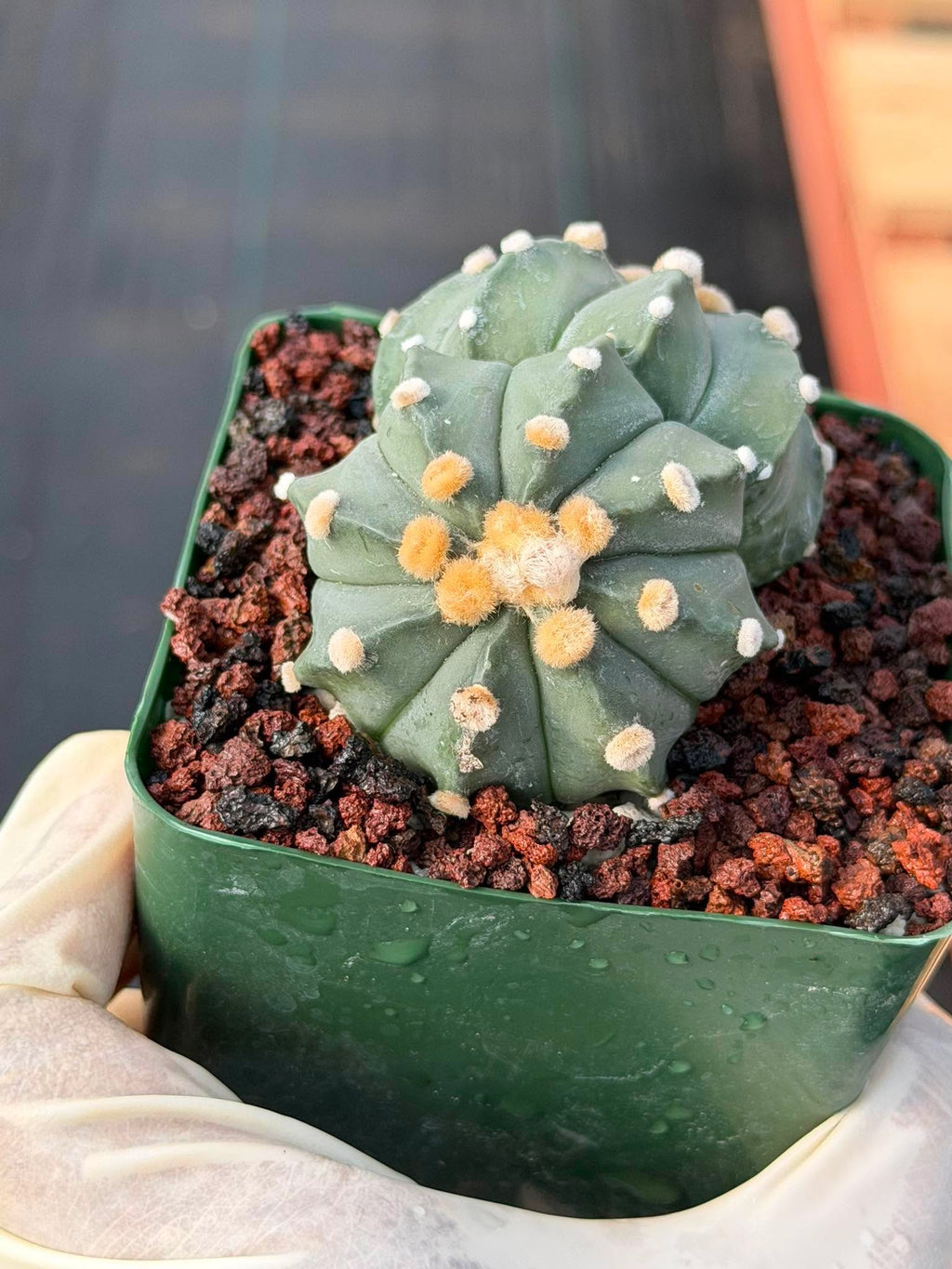 Astrophytum Asterias Double Heads – Seed Grown Collector’s Cactus