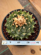 Obregonia Denegrii – Rare Artichoke Cactus | Seed-Grown Collector Specimen
