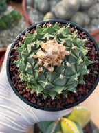 Obregonia Denegrii – Rare Artichoke Cactus | Seed-Grown Collector Specimen