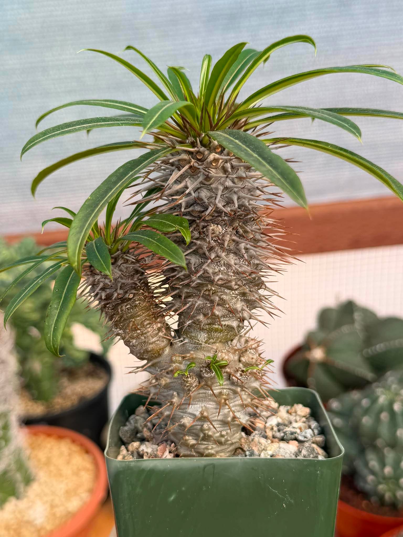 Pachypodium Lamerei – Rare Double Head Madagascar Palm | Live Succulent Tree