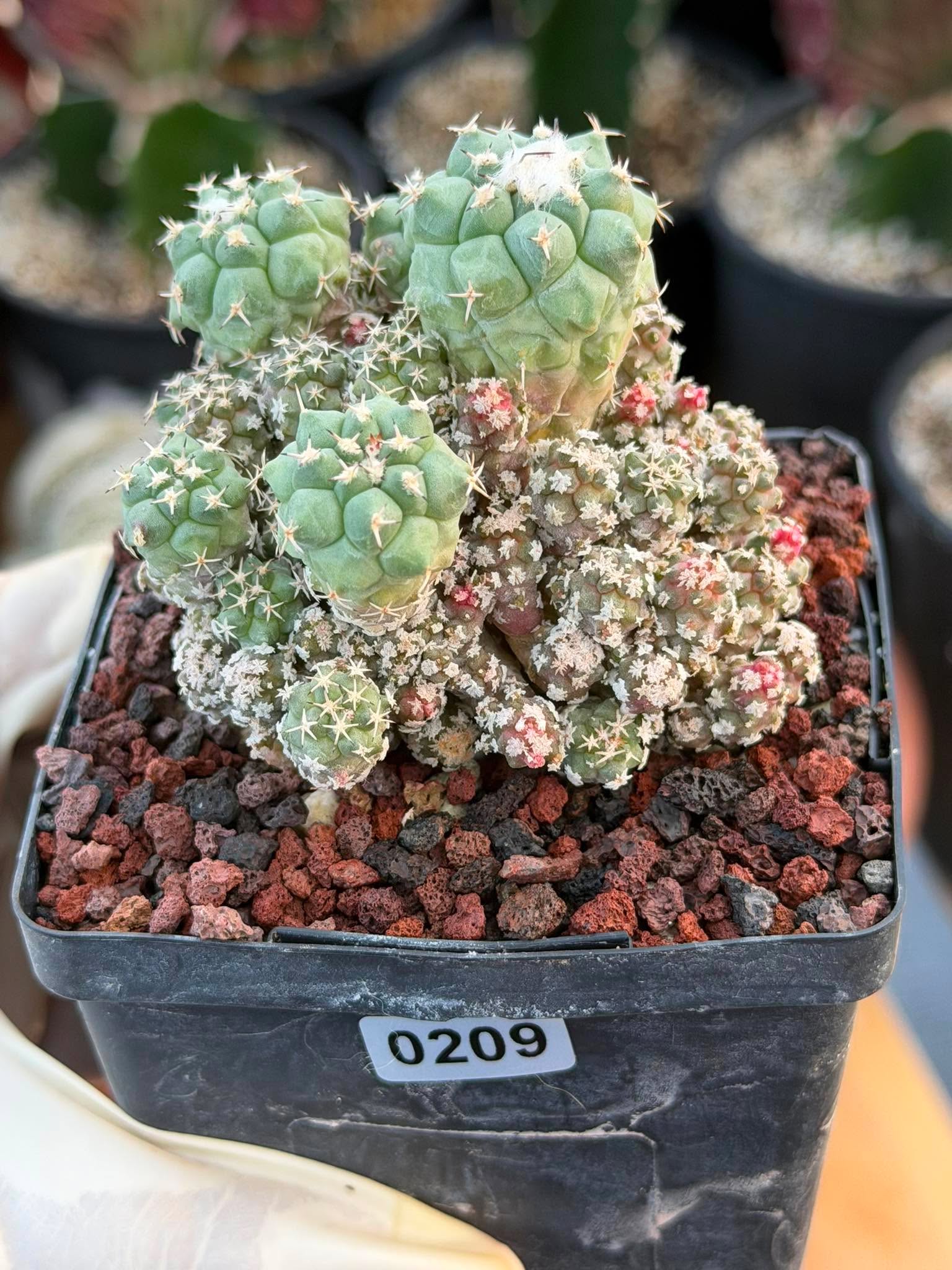 Turbinicarpus klinkerianus Cluster – Rare Seed-Grown Cactus