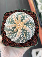 Astrophytum V Type Spiral Form Succulent – Rare Collectible Cactus with Additional Ribs
