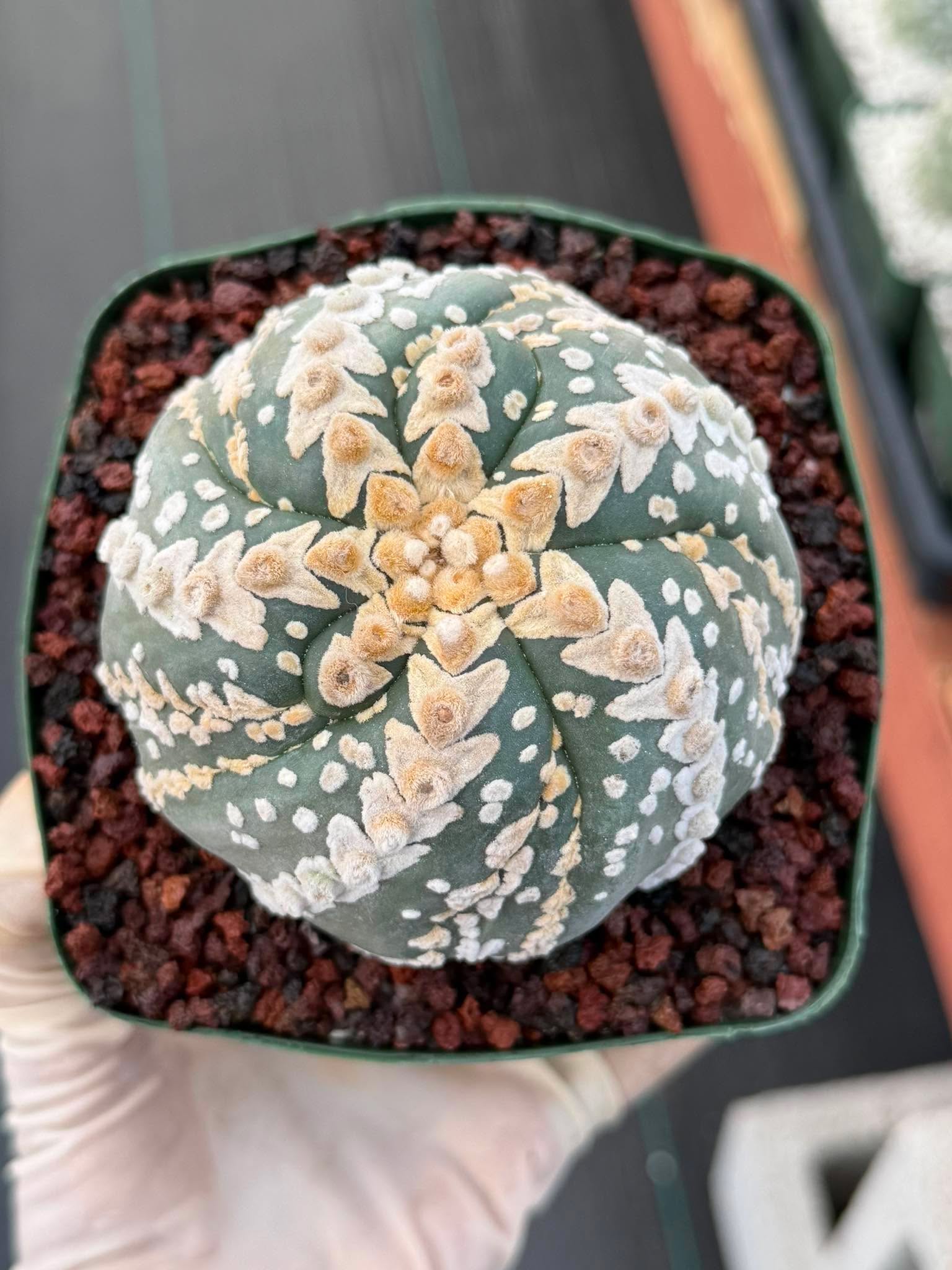 Astrophytum V Type Spiral Form Succulent – Rare Collectible Cactus with Additional Ribs