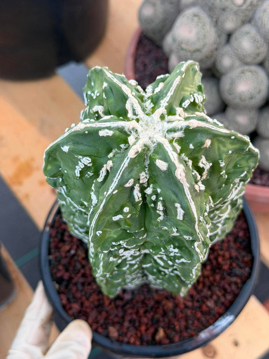 Astrophytum Asterias ‘Fukuryu’ – Rare Collector’s Cactus
