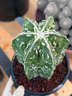 Astrophytum Asterias ‘Fukuryu’ – Rare Collector’s Cactus