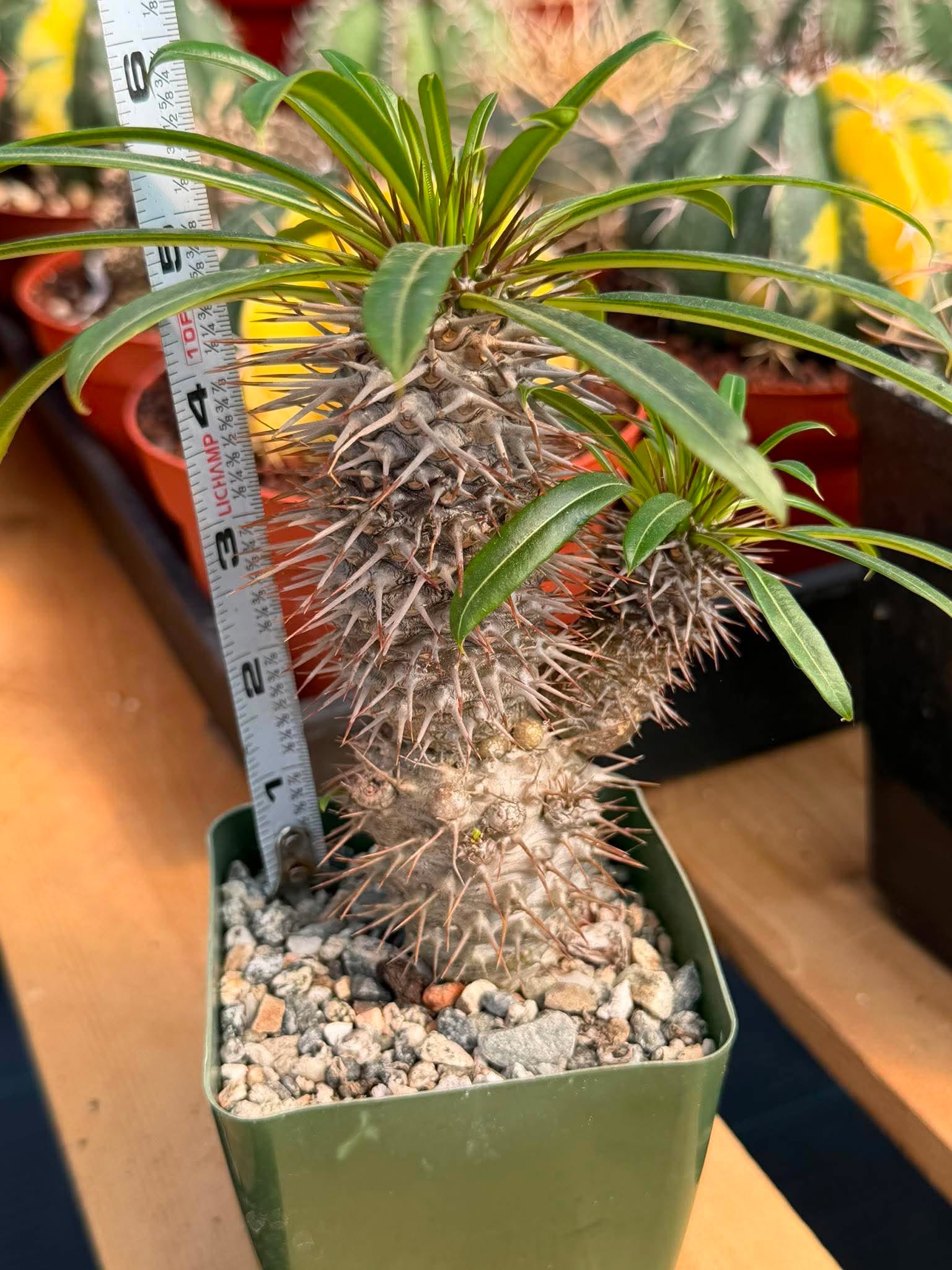 Pachypodium Lamerei – Rare Double Head Madagascar Palm | Live Succulent Tree