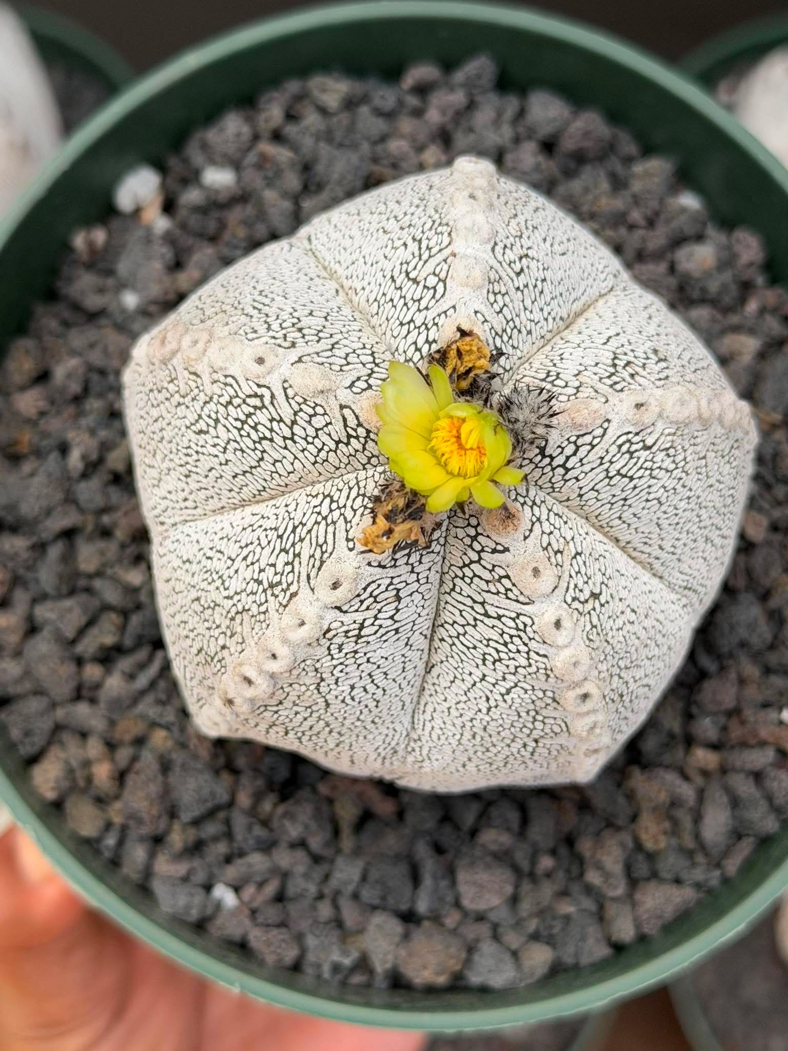 Astrophytum Onzuka V Type – Rare Seed‑Grown Collector’s Cactus