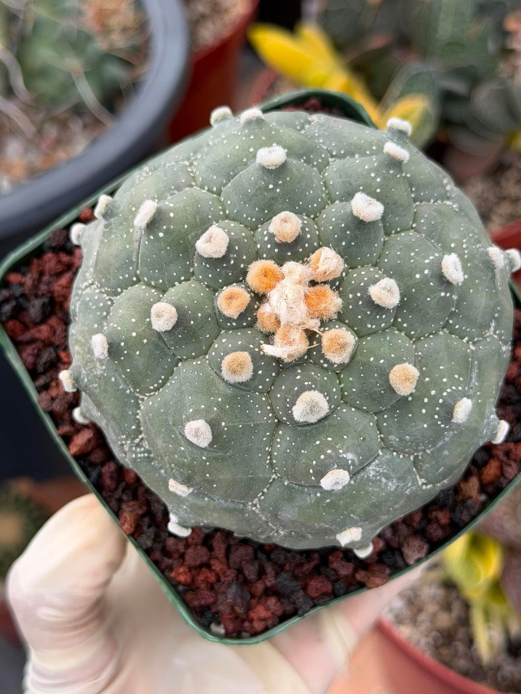 Astrophytum Kikko Turtle Form – Rare Collector Cactus