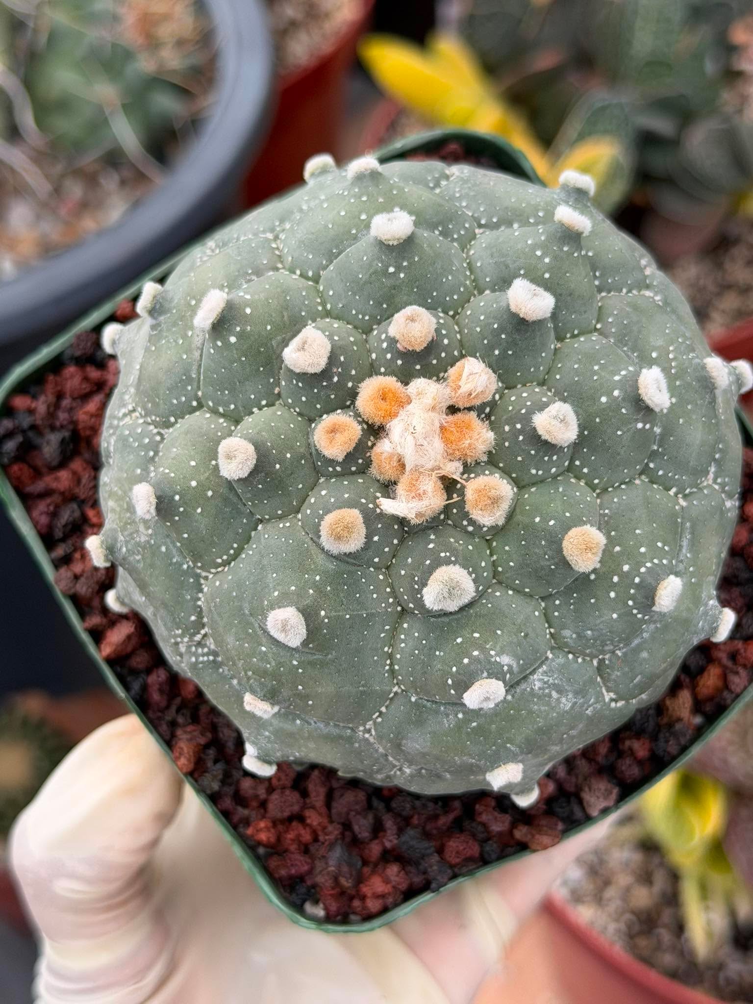 Astrophytum Kikko Turtle Form – Rare Collector Cactus