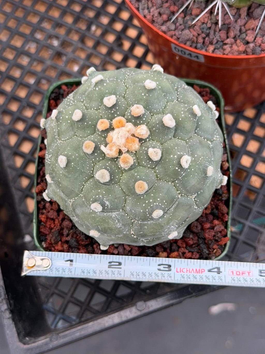 Astrophytum Kikko Turtle Form – Rare Collector Cactus