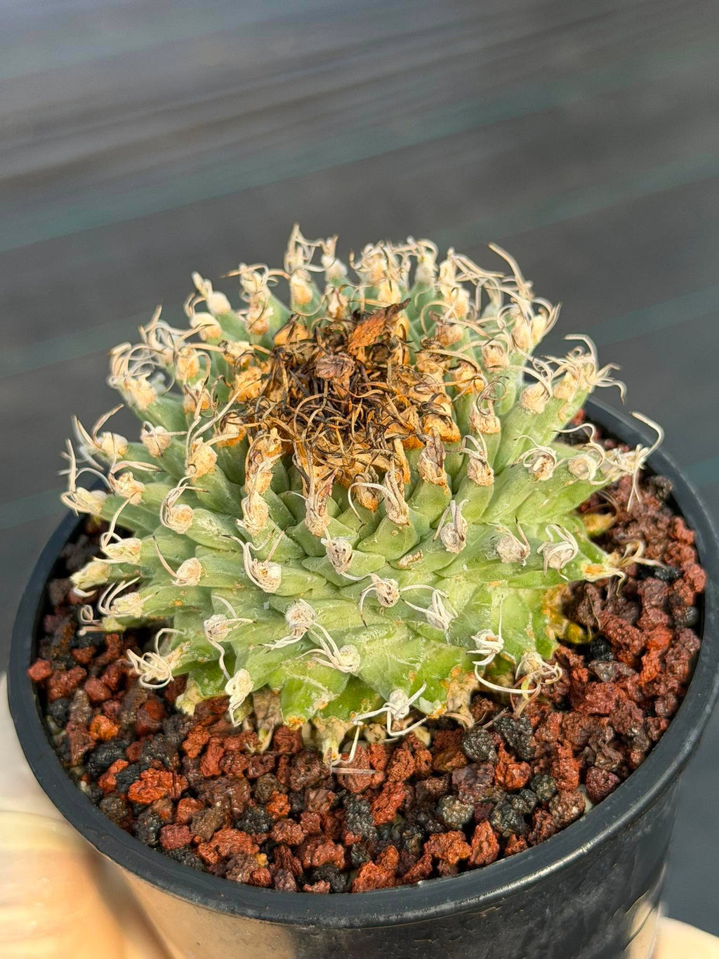 Turbinicarpus alonsoi – Rare Seed-Grown Cactus | Pink Flowering Collector Plant