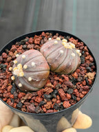 Double Heads Purple Skin Astrophytum Asterias – Seed Grown