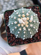 Astrophytum Asterias 12‑Rib Form – Seed‑Grown Collector’s Cactus