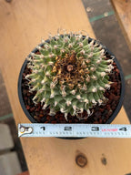 Turbinicarpus alonsoi – Rare Seed-Grown Cactus | Pink Flowering Collector Plant