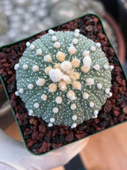 Astrophytum Asterias 12‑Rib Form – Seed‑Grown Collector’s Cactus