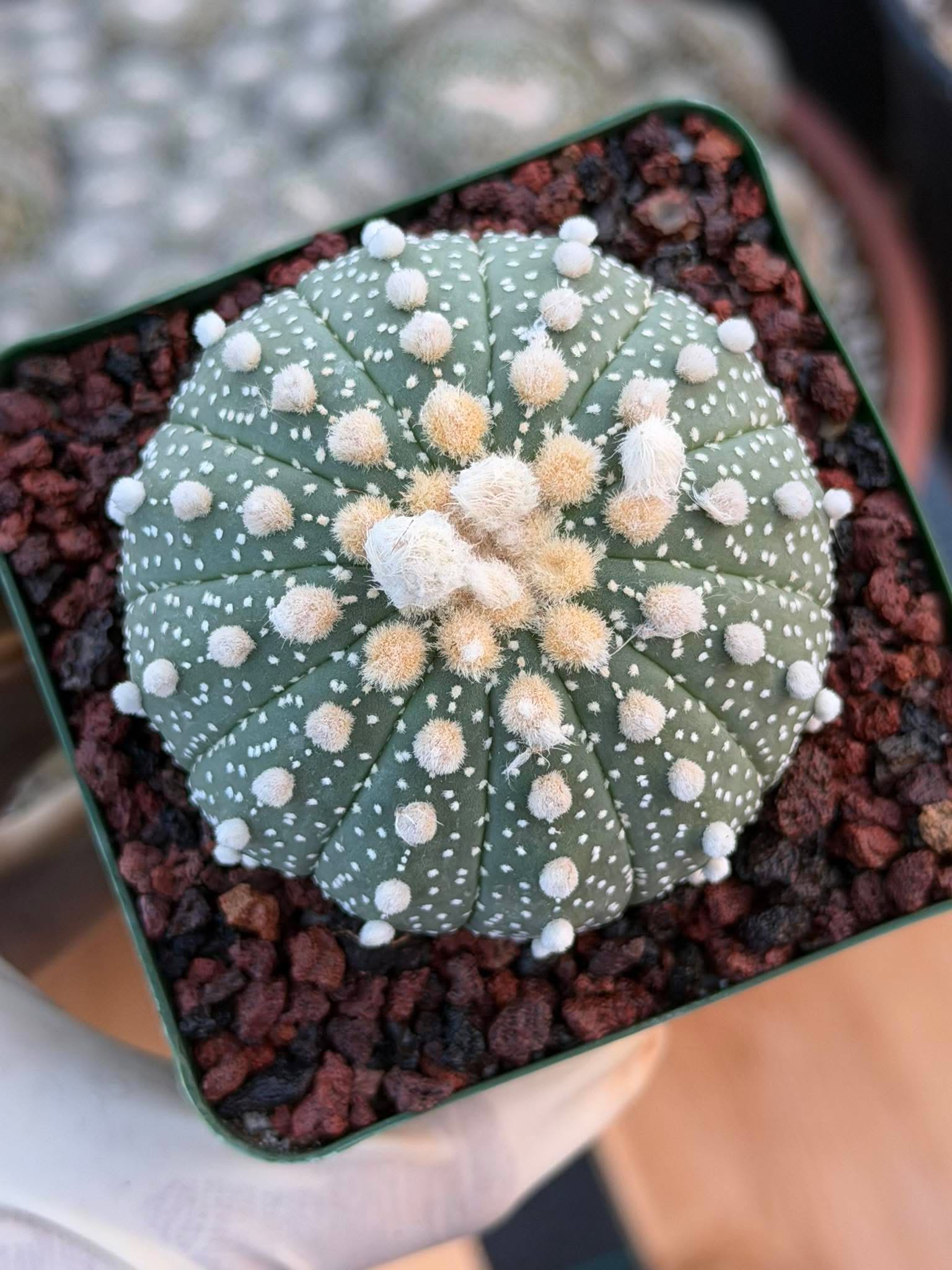 Astrophytum Asterias 12‑Rib Form – Seed‑Grown Collector’s Cactus