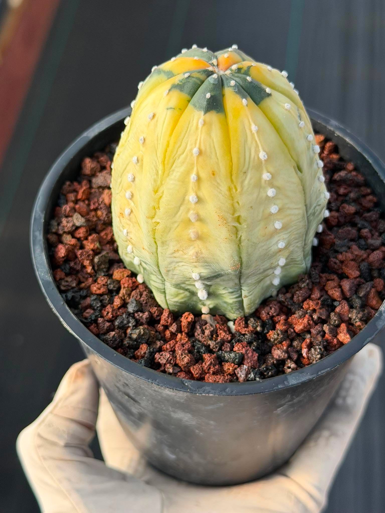 Variegated Astrophytum Asterias – Seed Grown #230