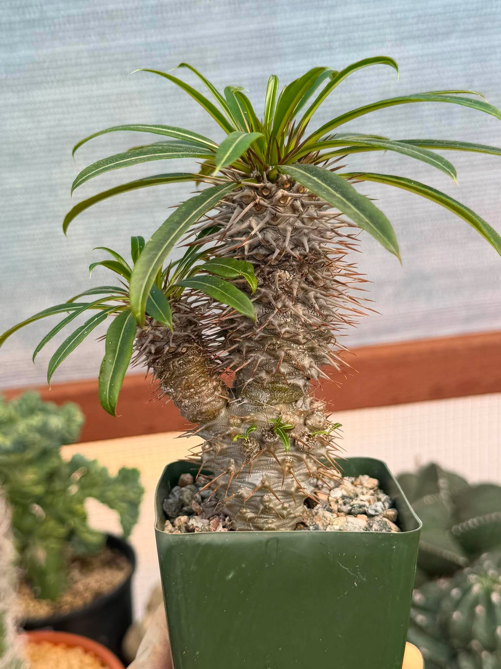 Pachypodium Lamerei – Rare Double Head Madagascar Palm | Live Succulent Tree