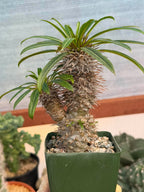 Pachypodium Lamerei – Rare Double Head Madagascar Palm | Live Succulent Tree