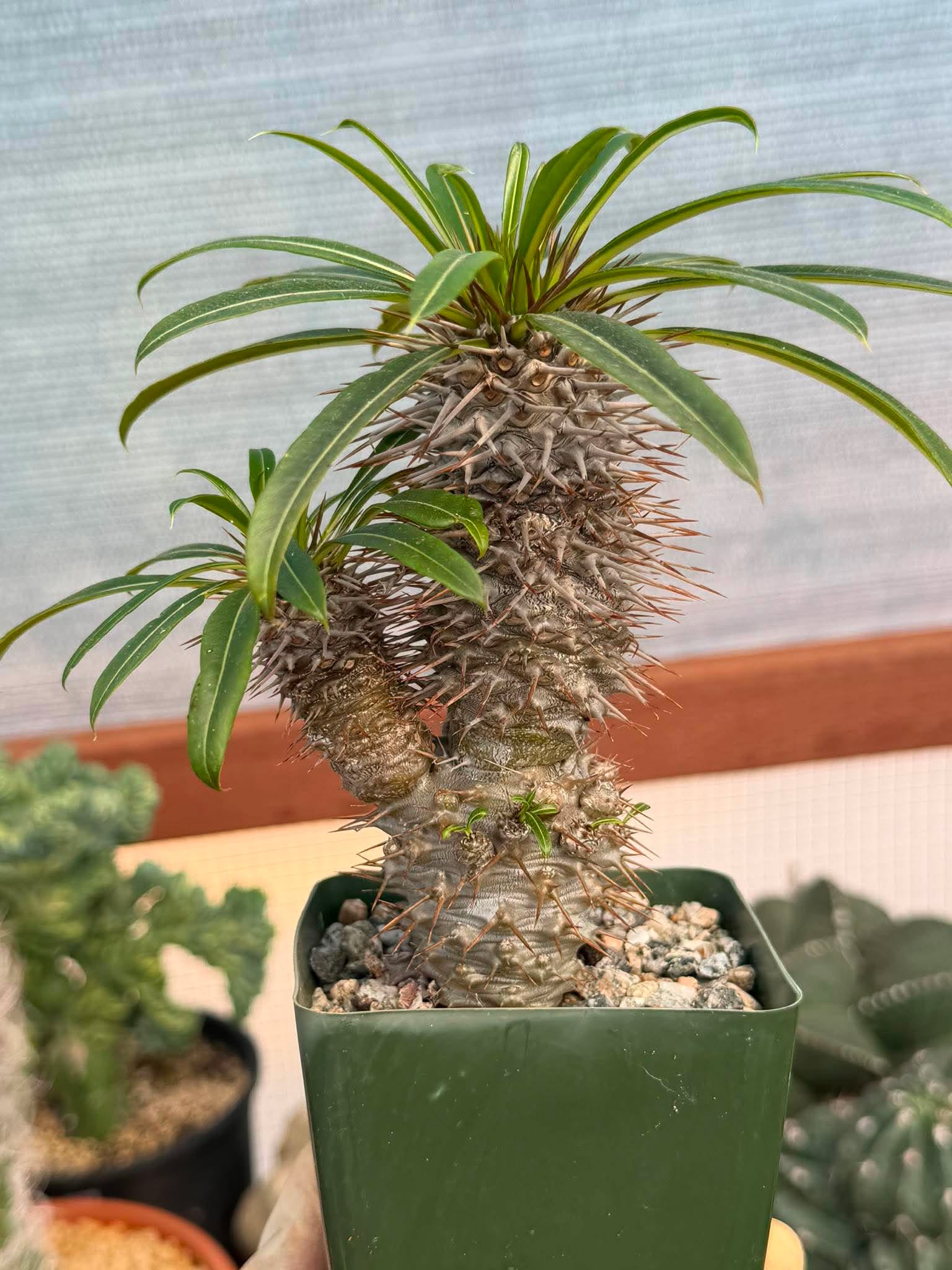 Pachypodium Lamerei – Rare Double Head Madagascar Palm | Live Succulent Tree