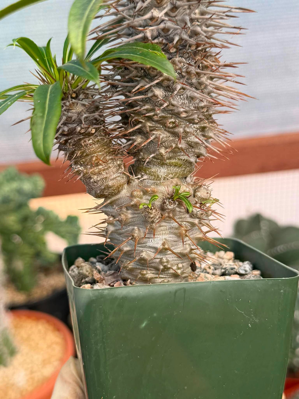 Pachypodium Lamerei – Rare Double Head Madagascar Palm | Live Succulent Tree