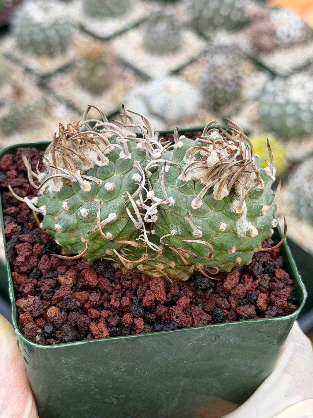 Turbinicarpus Schmiedickeanus – Rare Double-Head Seed-Grown Cactus | Live Plant