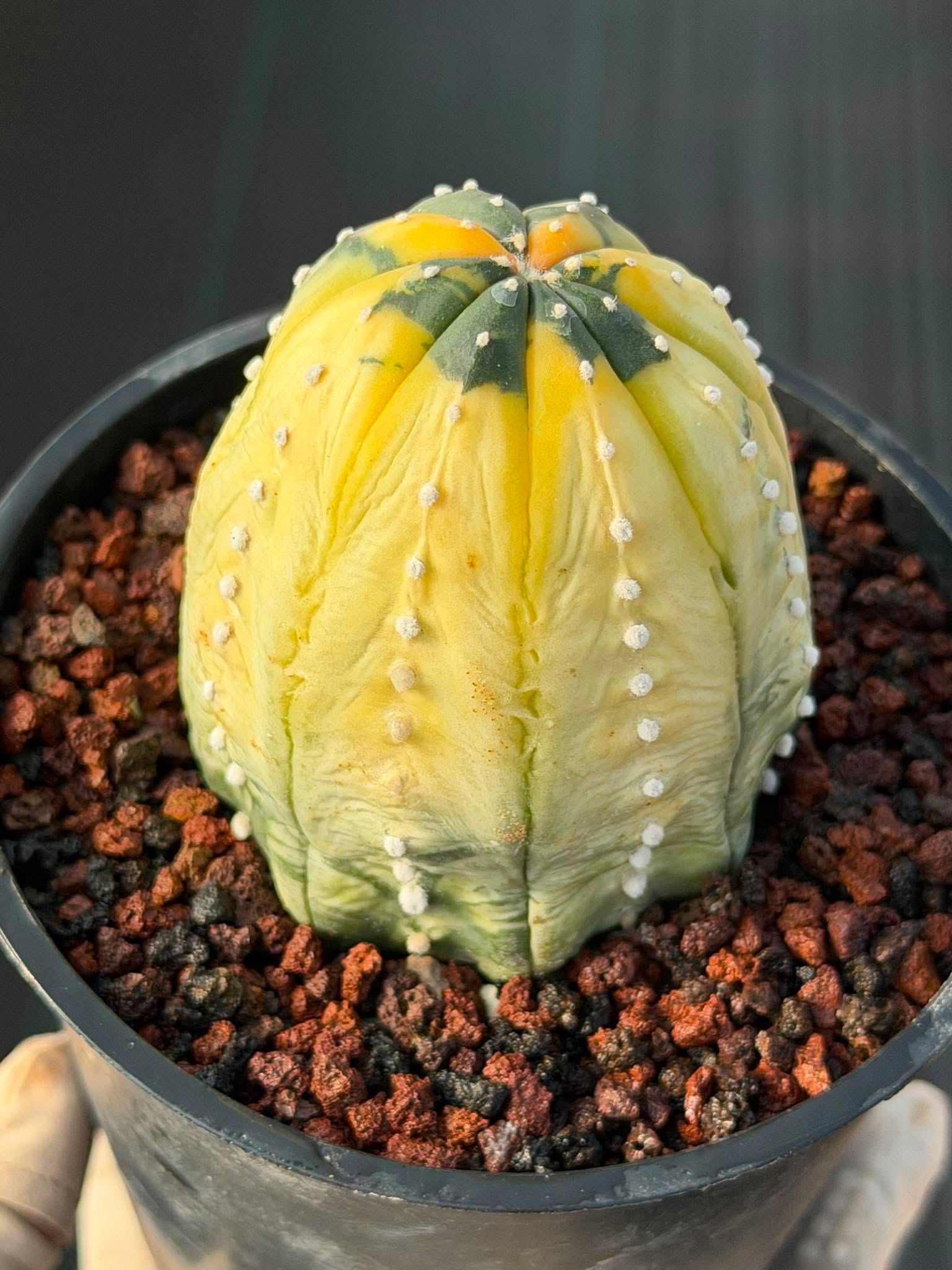 Variegated Astrophytum Asterias – Seed Grown #230