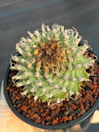 Turbinicarpus alonsoi – Rare Seed-Grown Cactus | Pink Flowering Collector Plant