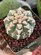 Astrophytum V Type – Rare Seed-Grown Collector Cactus | Live Plant