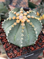 Astrophytum 8‑Rib Form – Rare Collector Cactus – Geometric Desert Beauty