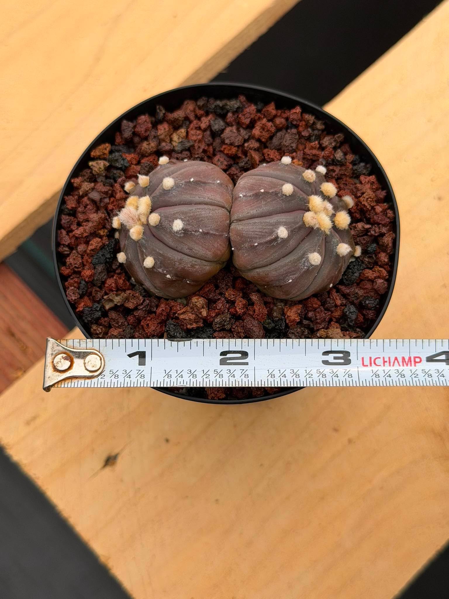 Double Heads Purple Skin Astrophytum Asterias – Seed Grown