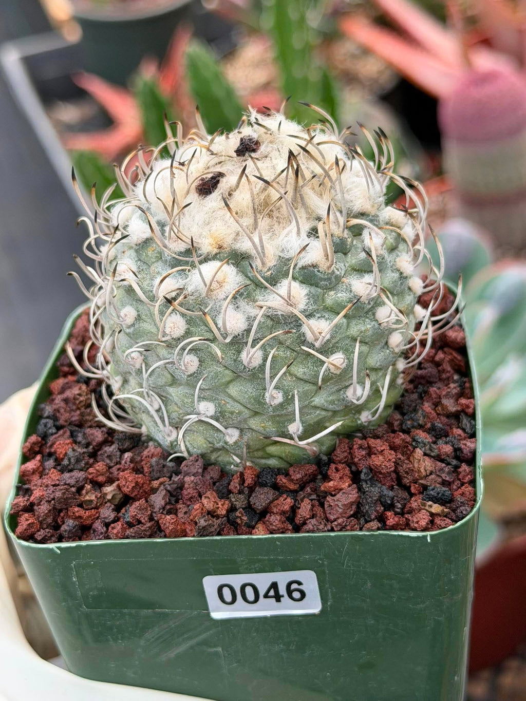 Turbinicarpus klinkerianus – Rare Seed-Grown Miniature Cactus | Collector Live Plant