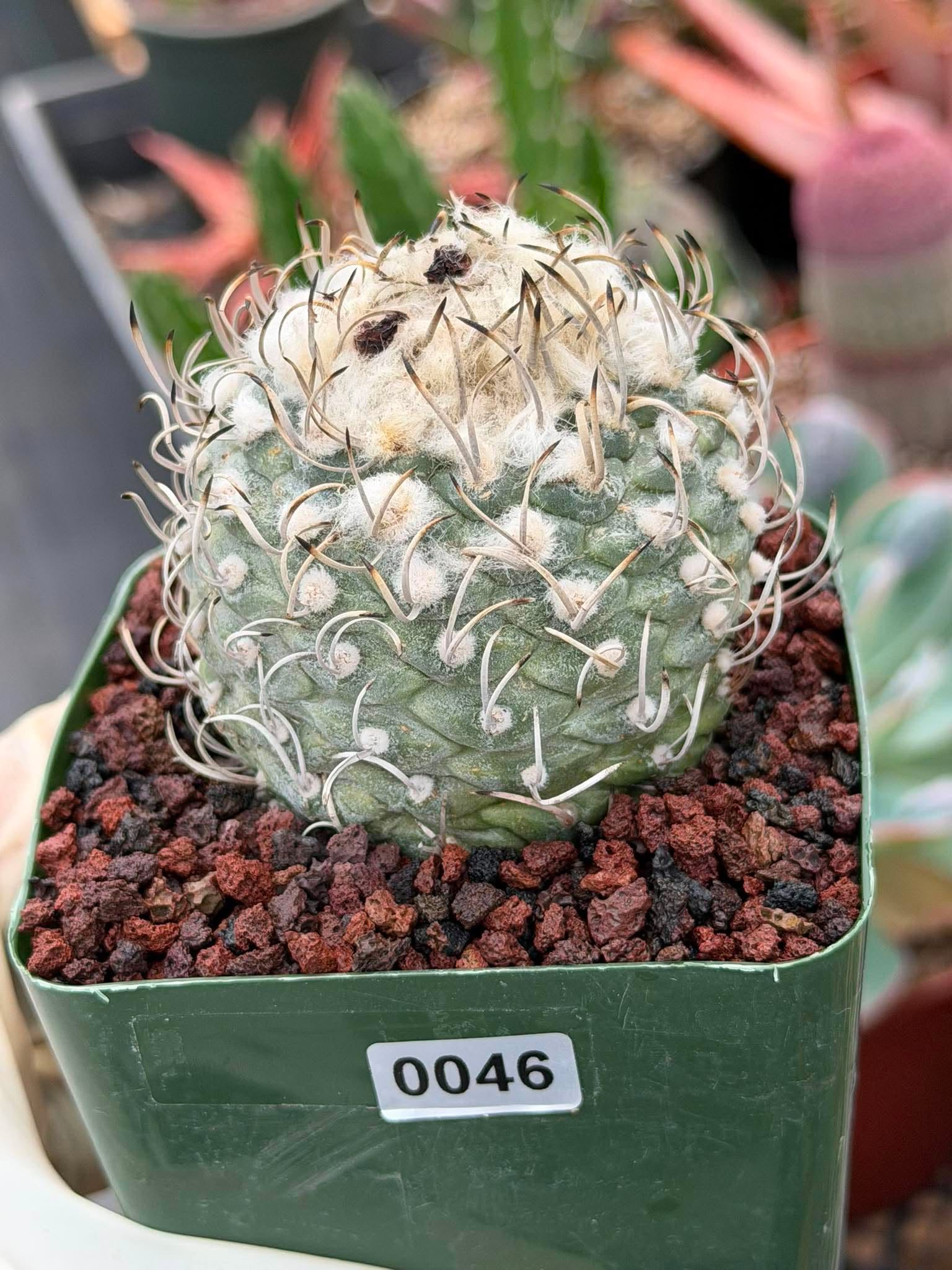 Turbinicarpus klinkerianus – Rare Seed-Grown Miniature Cactus | Collector Live Plant