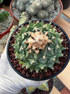Obregonia Denegrii – Rare Artichoke Cactus | Seed-Grown Collector Specimen