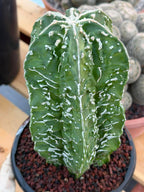 Astrophytum Asterias ‘Fukuryu’ – Rare Collector’s Cactus
