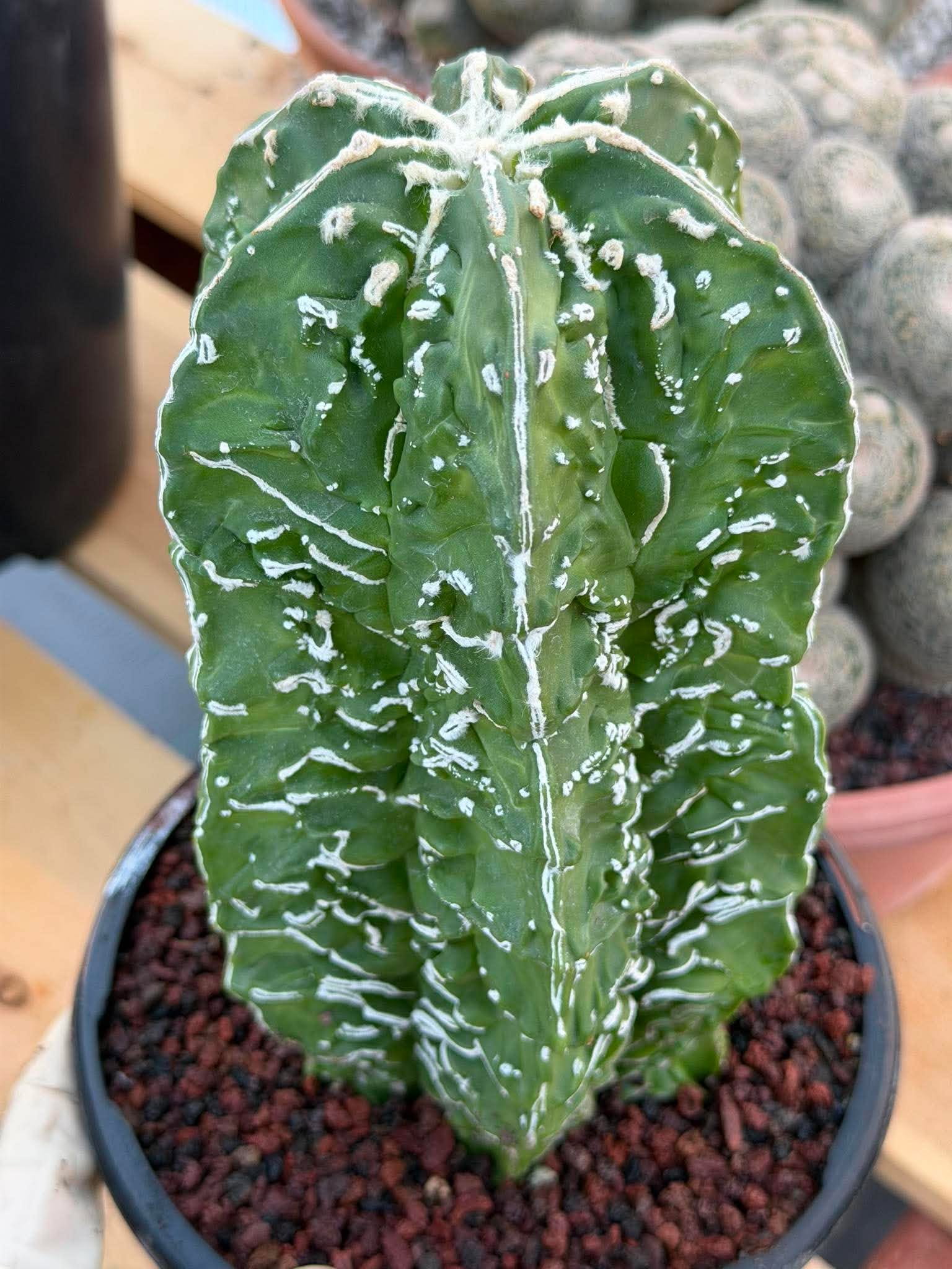 Astrophytum asterias 'Fukuyu' – Rare Seed-Grown Mutation | Collector Cactus