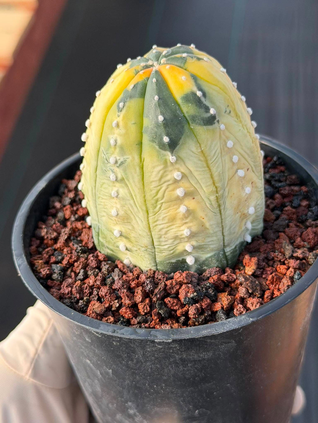 Variegated Astrophytum Asterias – Seed Grown #230