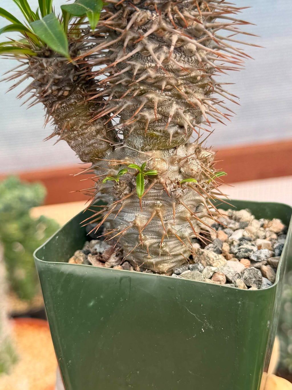 Pachypodium Lamerei – Rare Double Head Madagascar Palm | Live Succulent Tree