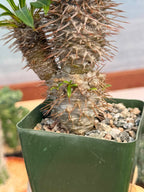 Pachypodium Lamerei – Rare Double Head Madagascar Palm | Live Succulent Tree
