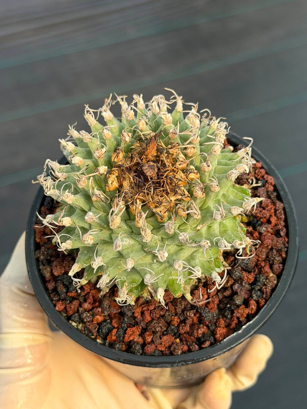 Turbinicarpus alonsoi – Rare Seed-Grown Cactus | Pink Flowering Collector Plant