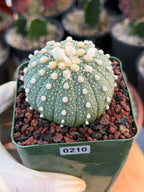 Astrophytum Asterias 12‑Rib Form – Seed‑Grown Collector’s Cactus