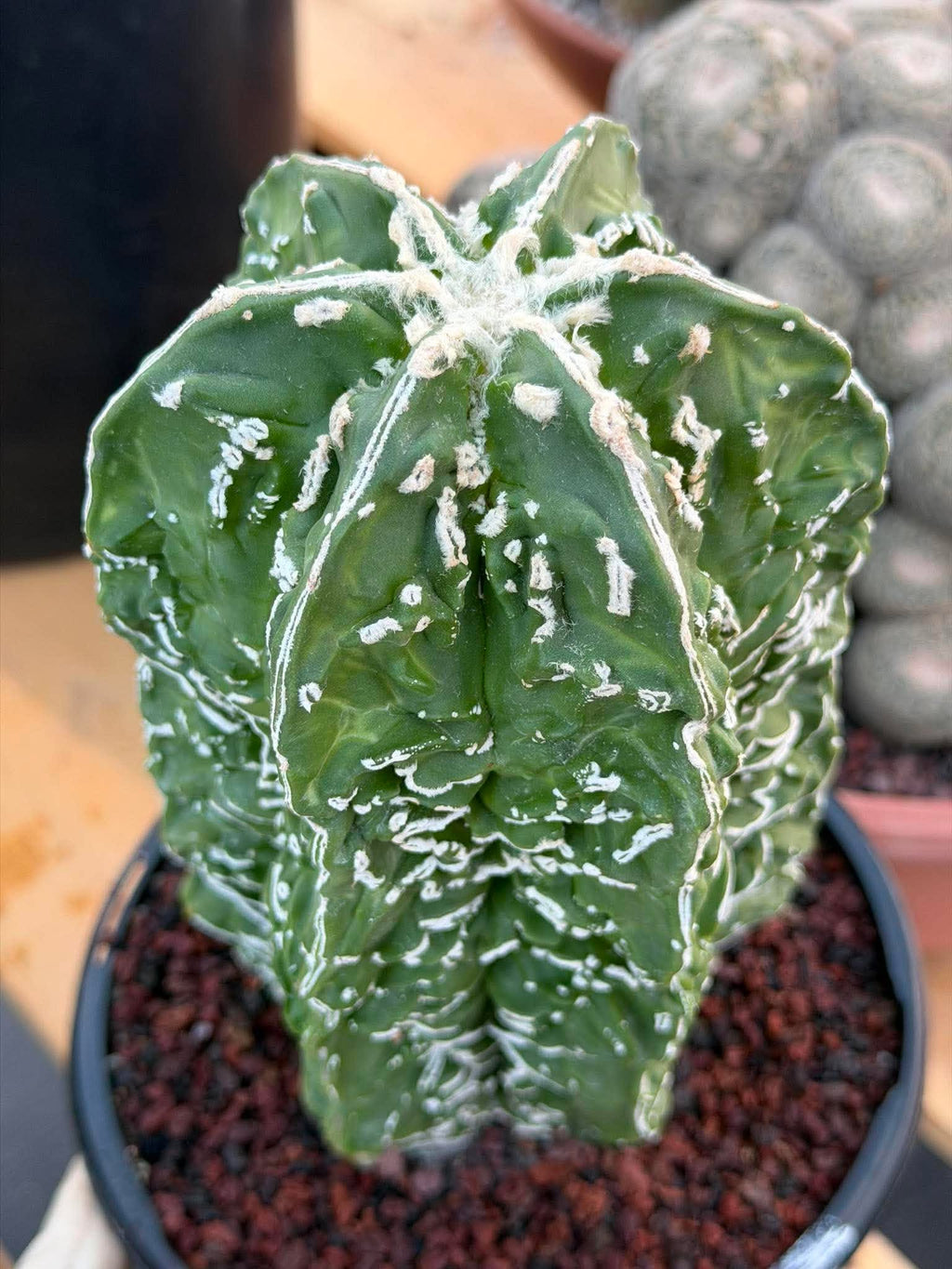 Astrophytum Asterias ‘Fukuryu’ – Rare Collector’s Cactus