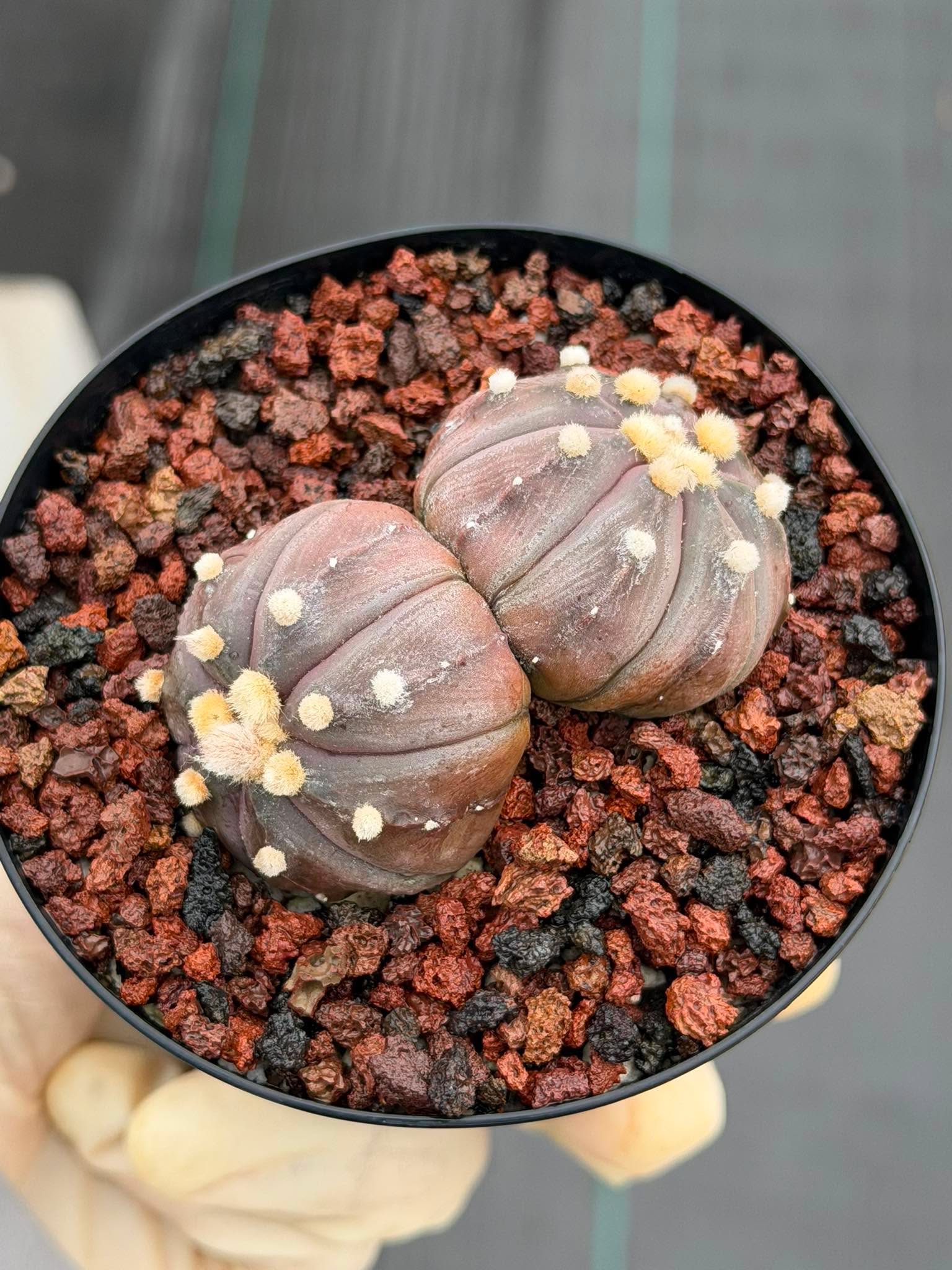 Double Heads Purple Skin Astrophytum Asterias – Seed Grown